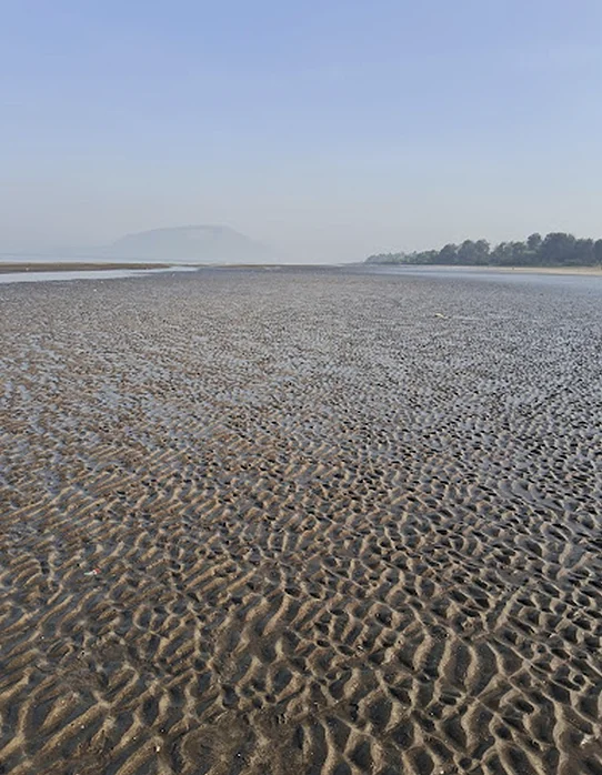 Rewas beach mangosteen